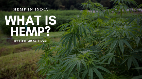What Is Hemp & Is Hemp Legal in India?